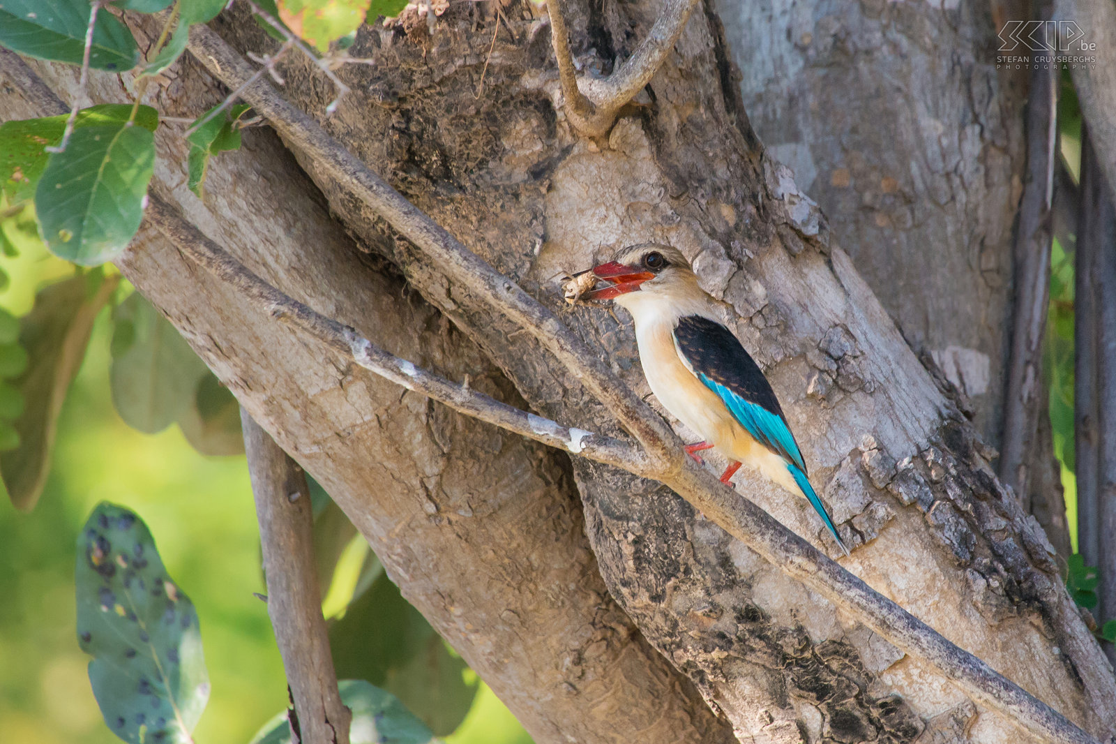 Lower Zambezi - Bruinkapijsvogel Deze bruinkapijsvogel (Brown-hooded kingfisher , Halcyon albiventris) heeft een sprinkhaan gevangen en peuzelt deze op terwijl we langs hem door peddelen. Stefan Cruysberghs